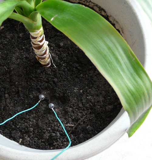 graphite electrodes in a potted plant