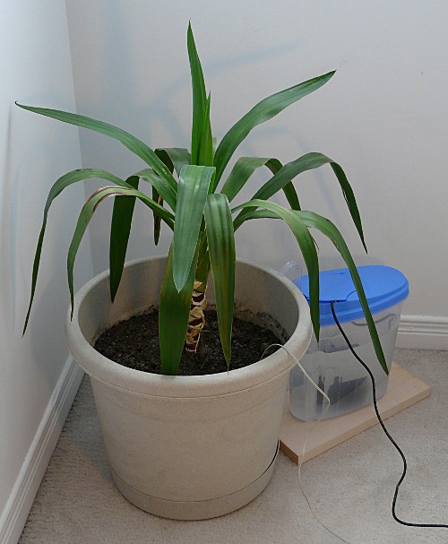 "test plant" with electric watering can
