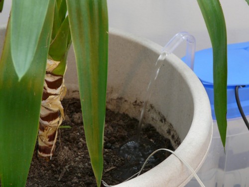 watering an indoor plant