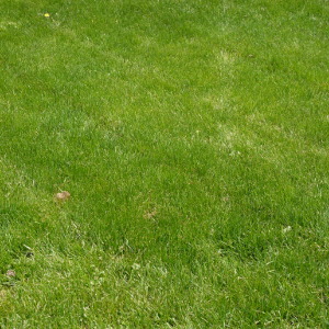 A glyphosate and fertilizer lawn