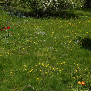 A beautiful natural spring time lawn