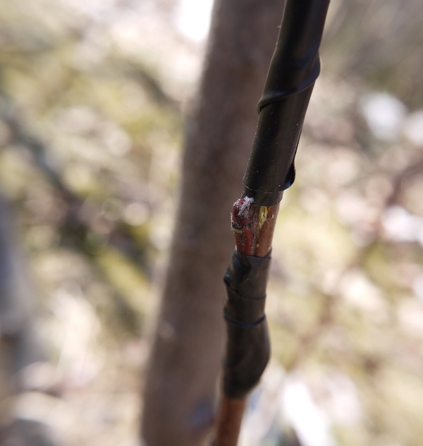 chip budding, the result