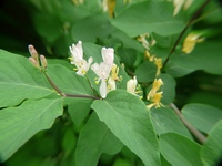 honeysuckle