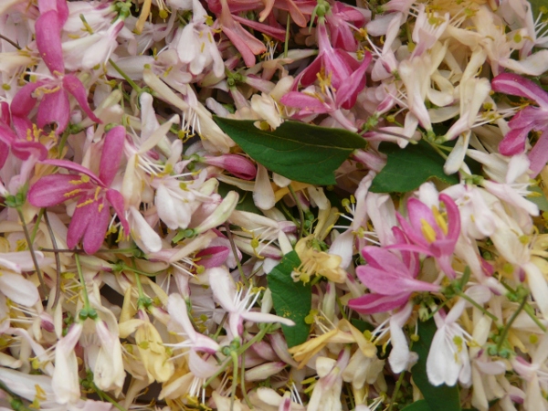 freshly picked honeysuckle blossoms