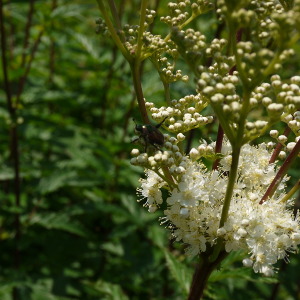 japanese beetle on meadowsweet