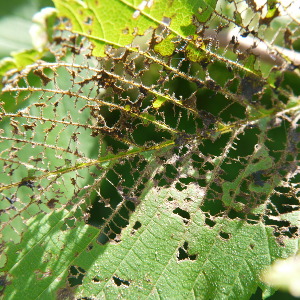 japanese beetle leaf damage