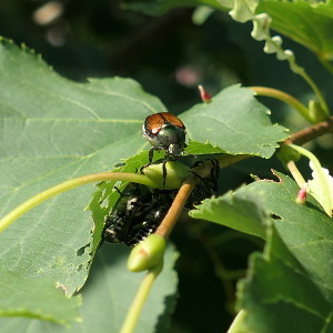 japanese beetle