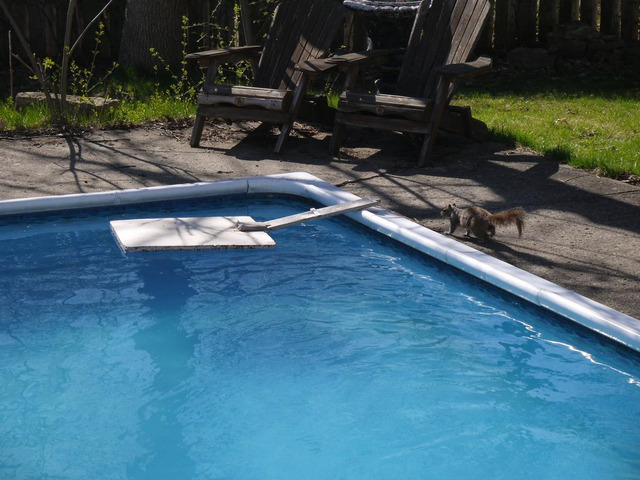 squrrel dringing water from the pool