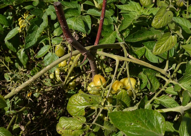 green tomatoes at the end of the season