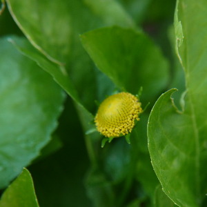 spilanthes plant