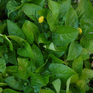 spilanthes plant