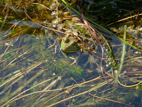 jonesfalls and deltamill 2025 jonesfalls and deltamill 2025