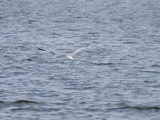 Lac Memphremagog