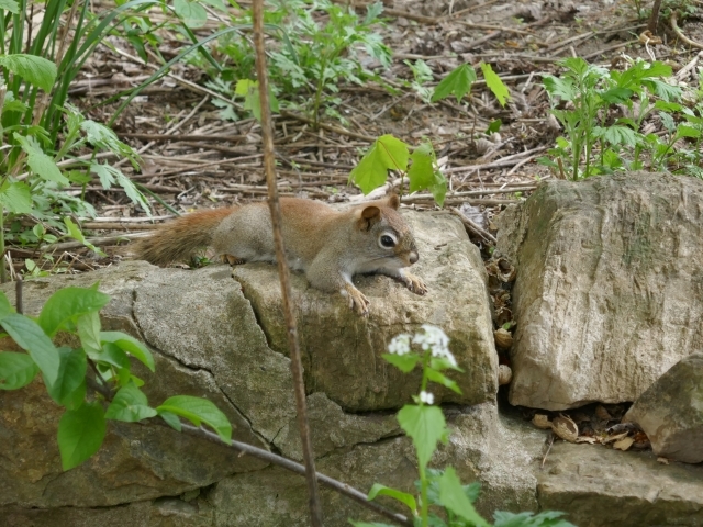 small racoons