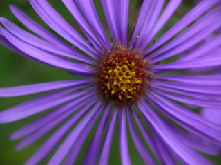 aster