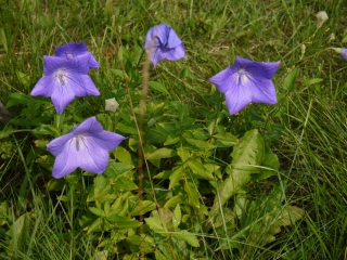 balloon flower