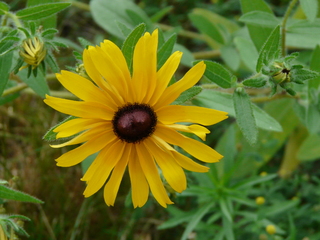 black eyed susan