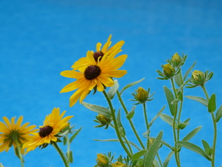 black eyed susan