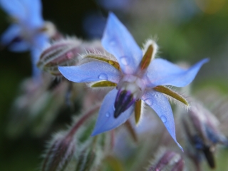 borage