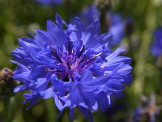 cornflower