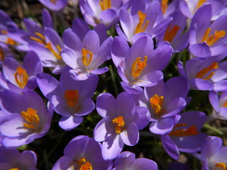 crocus