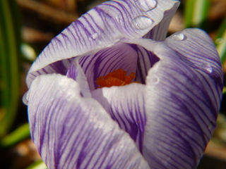 crocus