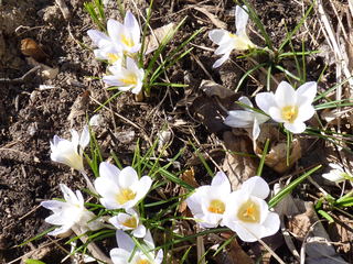 crocus