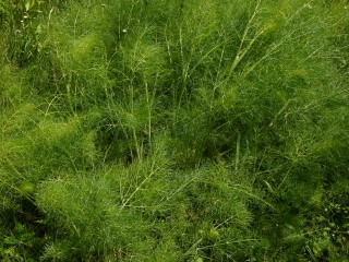 fennel