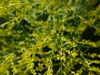 goldenrod