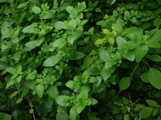 lemon balm