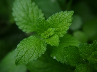 lemon balm