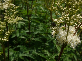 meadowsweet