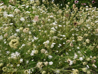 queen anne's lace