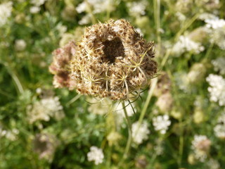 queen anne's lace