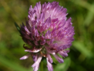 redclover