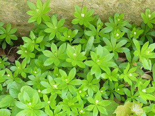 woodruff