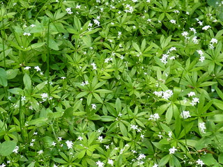 woodruff