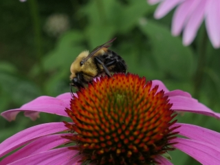 bumble bee