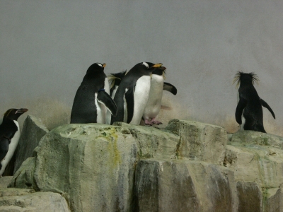 penguins in the Biodome in Montreal penguins in the Biodome in montreal