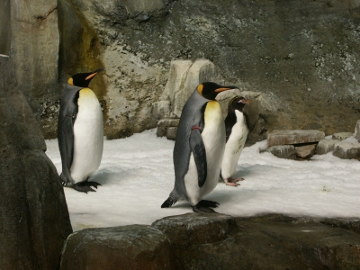 penguins in the Biodome in montreal