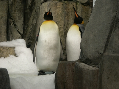 penguins in the Biodome in Montreal penguins in the Biodome in montreal
