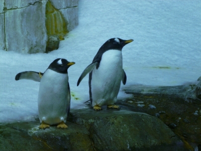 penguins in the Biodome in Montreal penguins in the Biodome in montreal